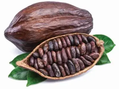 Cocoa pods and cocoa beans - chocolate basis isolated on a white background.