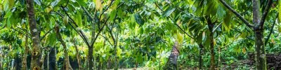 Cacau - Créditos: Shutterstock