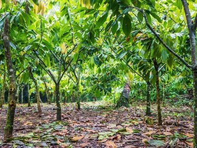 Cacau - Créditos: Shutterstock