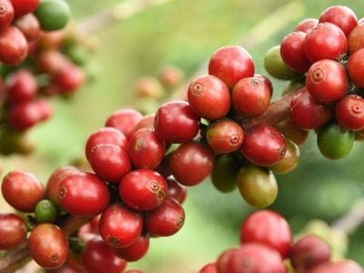 Café - Créditos: shurtterstock