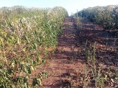 Café - Crédito: Bioatlantis