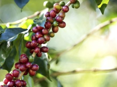 Coffee bean berry ripening on coffee farm