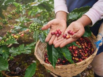 Coffee,Picker,Show,Red,Cherries,On,Basket,Background