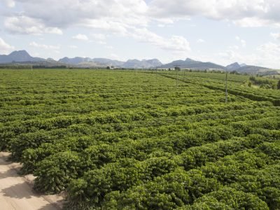 Café -  Crédito: Ubyfol