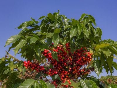 Café - Créditos: shurtterstock