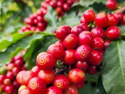 Foto: Divulgação/Seapa