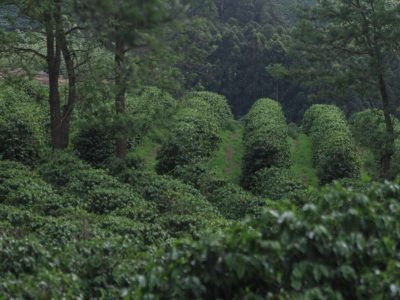 Especialistas analisarão safra 2025 e projeções para 2026 diante dos efeitos climáticos (Divulgação)