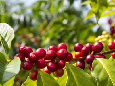 Café - Fotos: Shutterstock