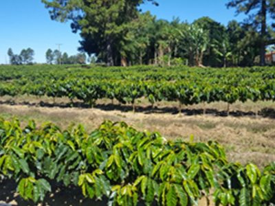Café - Agiagro
