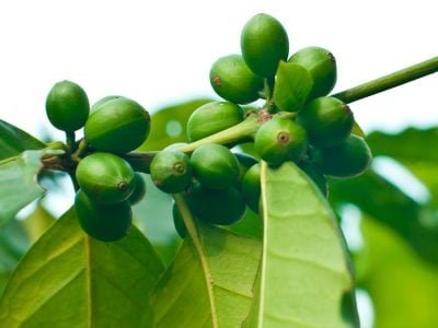 Café - Crédito: Shutterstock