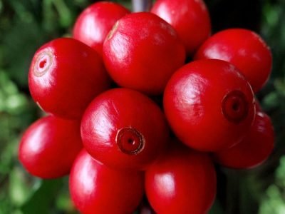 Café - Crédito Alltech Crop Science