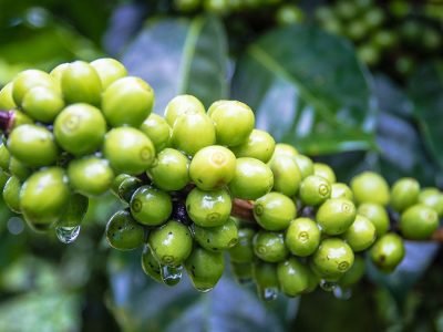 Café - Créditos: shurtterstock