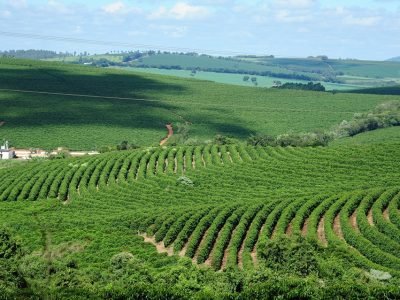 Coffee Dinner & Summit 2025 discute rastreabilidade e ESG no café brasileiro