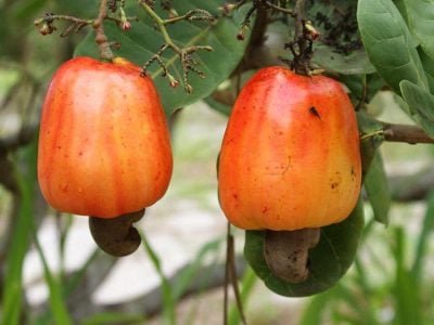 Caju - Crédito Cláudio Noroes