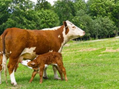 calf-drinking-milkfrom-mother-cow-with-newborn-calf-green-grass-meadow-Telefone