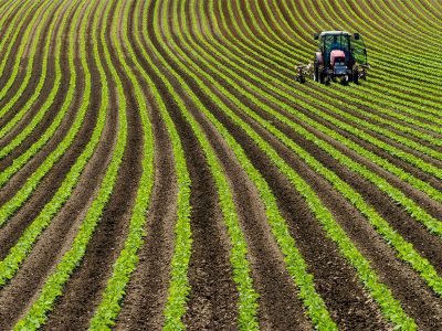 Soja - Créditos: shurtterstock