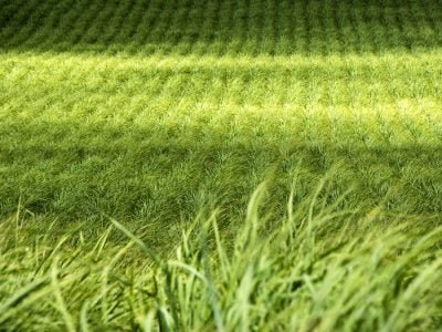 Cana - Créditos: shurtterstock