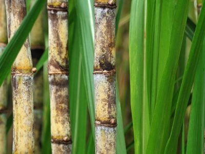 Cana - Crédito: Shutterstock