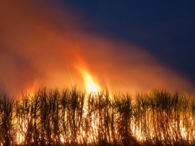 Sugar cane be on fire at night