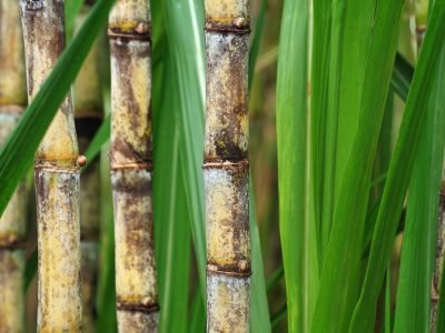 Cana - Créditos: shurtterstock