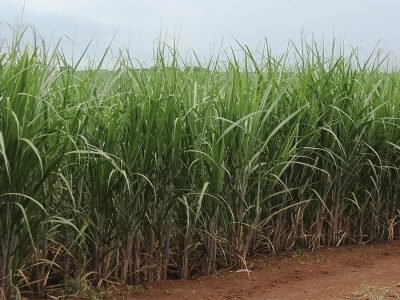 Cana - Crédito: Ana Maria Diniz