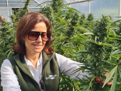 cannabis-medicinal-brasil-embrapa.jpg