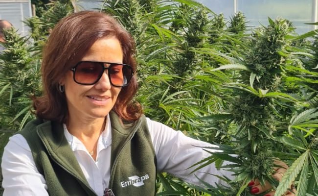 cannabis-medicinal-brasil-embrapa.jpg