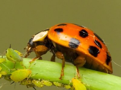 Crédito: Luís Cláudio Paterno