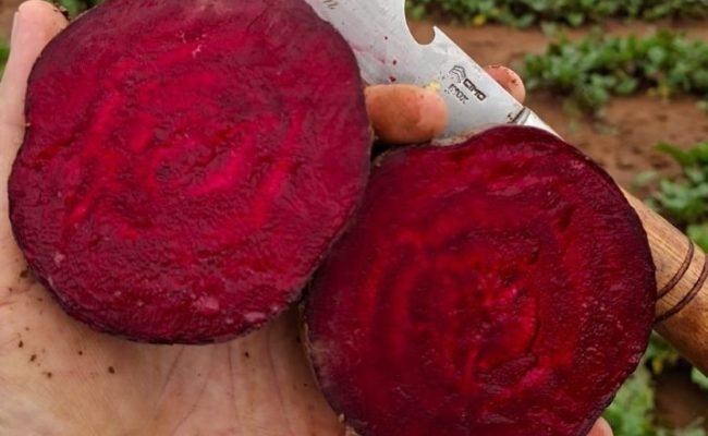 capacidade-de-armazenamento-ganha-espaco-como-estrategia-para-reduzir-o-risco-comercial-da-beterraba-20-08-2026-10-13-22-7489 (Pequeno)