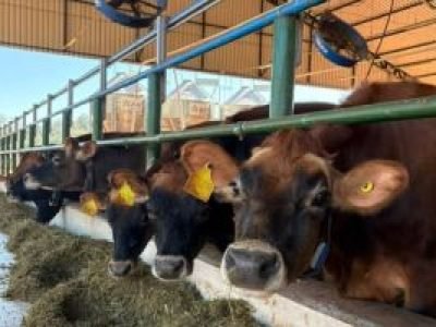 CAPID-Leite conta com 20 vacas e 17 bezerros / fotos de Matheus Deniz