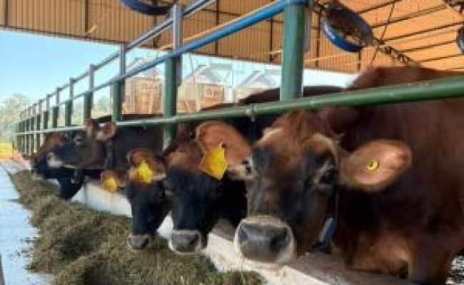 CAPID-Leite conta com 20 vacas e 17 bezerros / fotos de Matheus Deniz