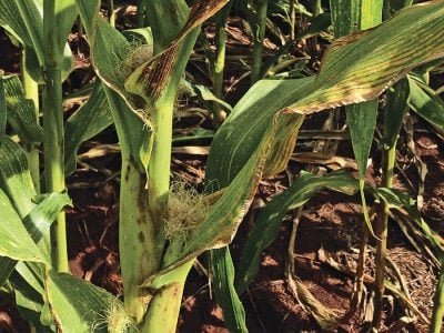 Milho - Crédito: André Aguirre