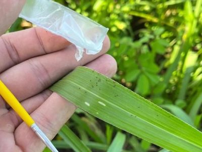 Carrapato-do-boi passa 95% do seu ciclo fora do animal