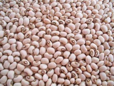 Feijão-caupi - Créditos: Pauta pronta