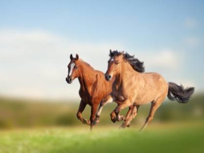 cavalos-selvagens-correndo-no-campo (Telefone)
