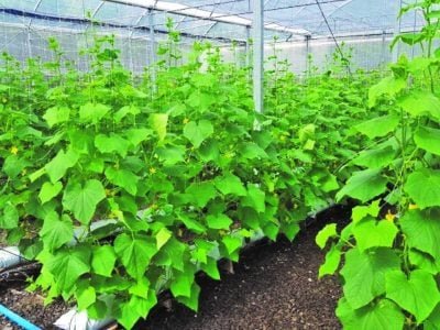 Qual a diferença da produção de pepinos em slabs?