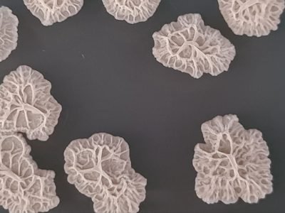 Foto: Divulgação

Foram analisadas a evolução do mercado de produtos à base de Bacillus e a ação essas bactérias no controle de doenças nas plantas.