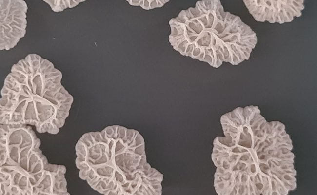 Foto: Divulgação

Foram analisadas a evolução do mercado de produtos à base de Bacillus e a ação essas bactérias no controle de doenças nas plantas.