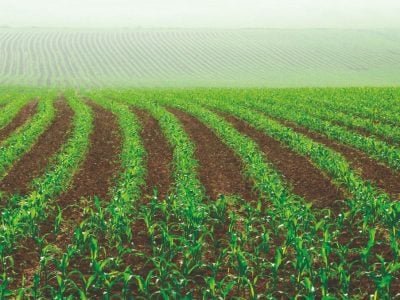 Ácidos húmicos é um estímulo às raízes secundárias