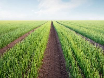 Cebola - Crédito: Shutterstock