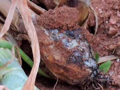 Cebola - 	Crédito: Valdir Lourenço