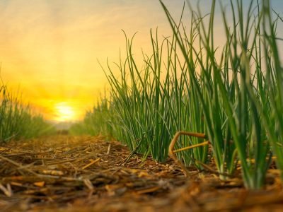 Cebola - Crédito: Shutterstock