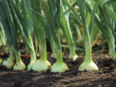 Green onions growing in field, closeup. Harvest season