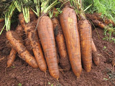 Cenoura - Foto: Divulgação