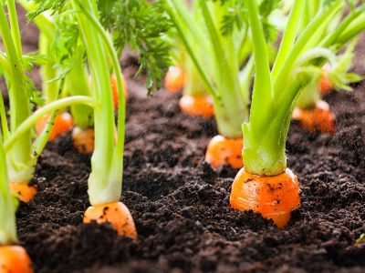 cenoura - Créditos: shurtterstock