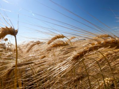 centeio-dourado-em-um-campo-agricola-no-verao-cultivo-para-cultivo-de-centeio-e-colheita-de-cereais-1