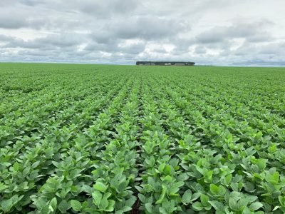 Soja - Crédito: Divulgação