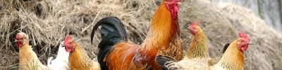 chickens-g33ae4e017_640