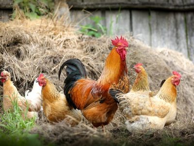 chickens-g33ae4e017_640