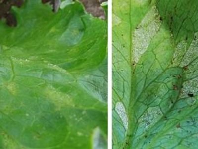 ci_2022_blog_mildew